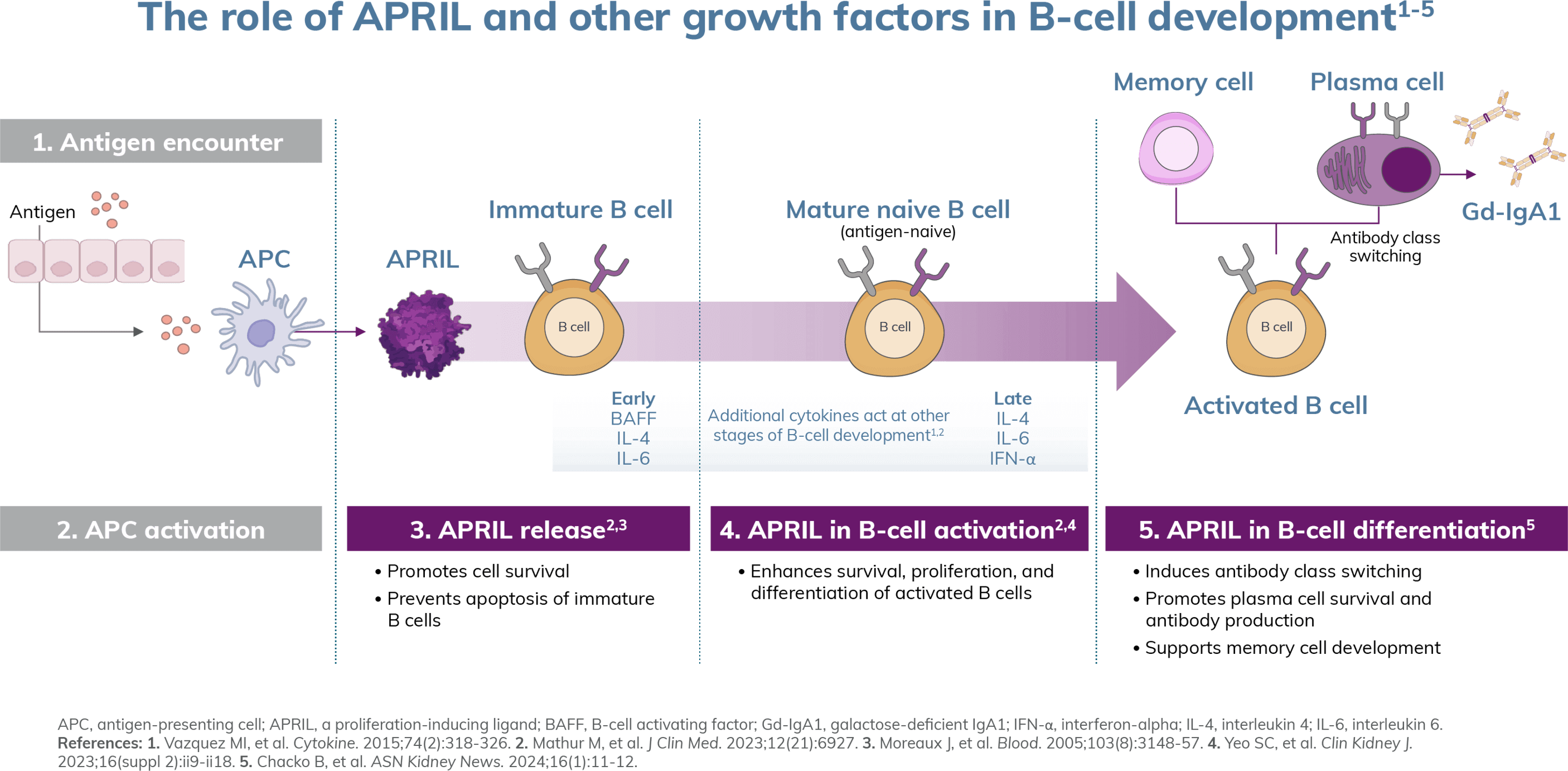 The role of APRIL and other growth factors in B-cell development graphic