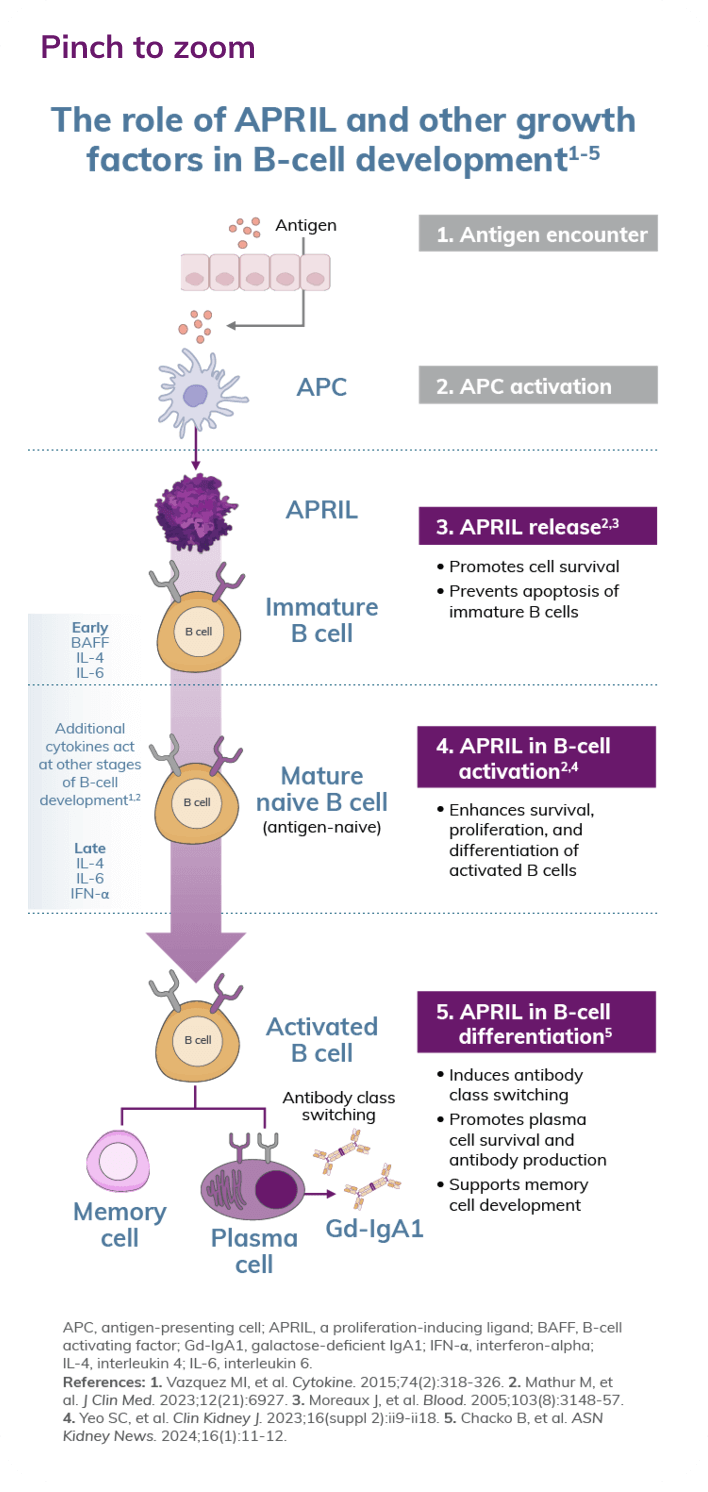 The role of APRIL and other growth factors in B-cell development graphic